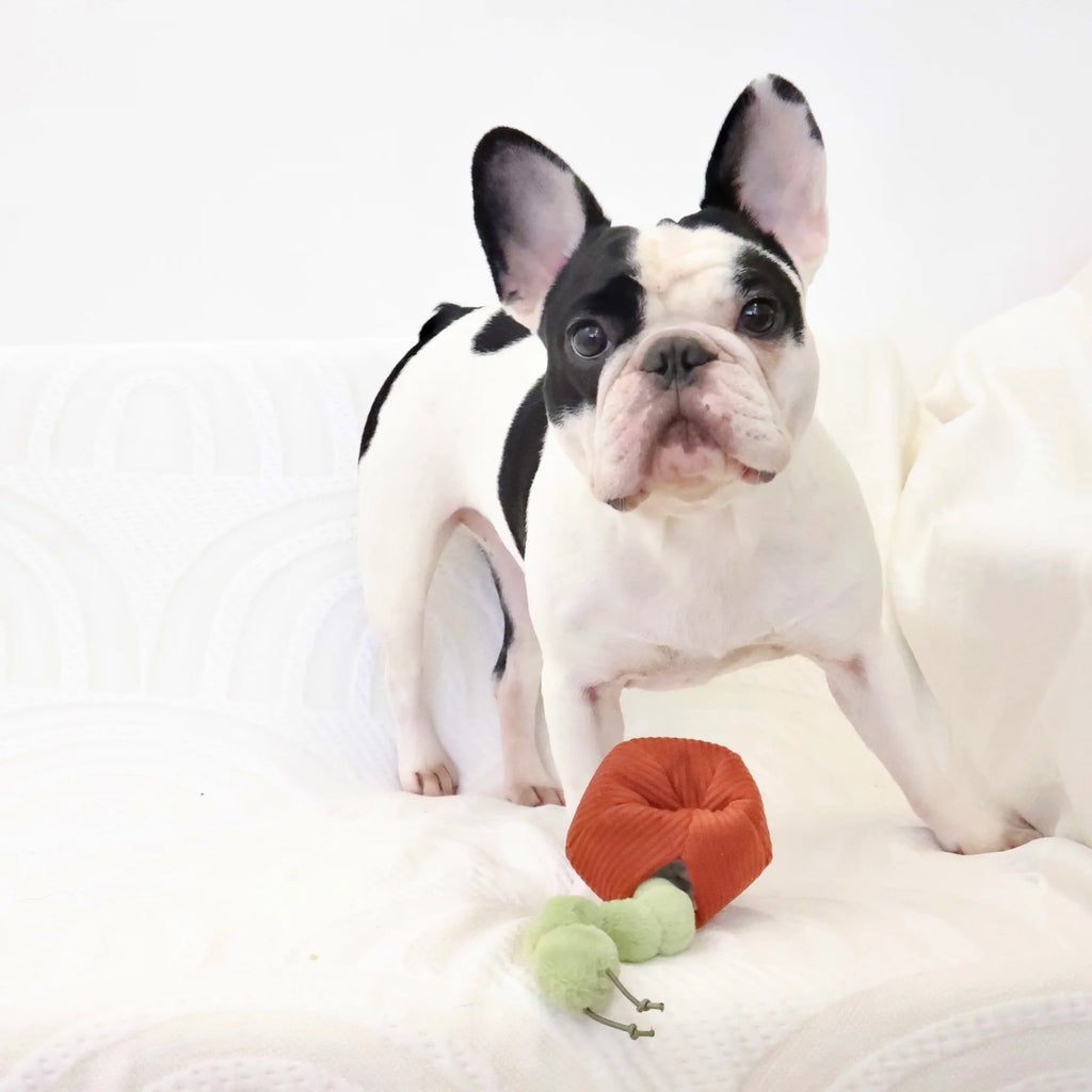 Lambwolf APPLE and CATERPILLAR with Crinkly and Burrow Pet Toy at Garian Hong Kong