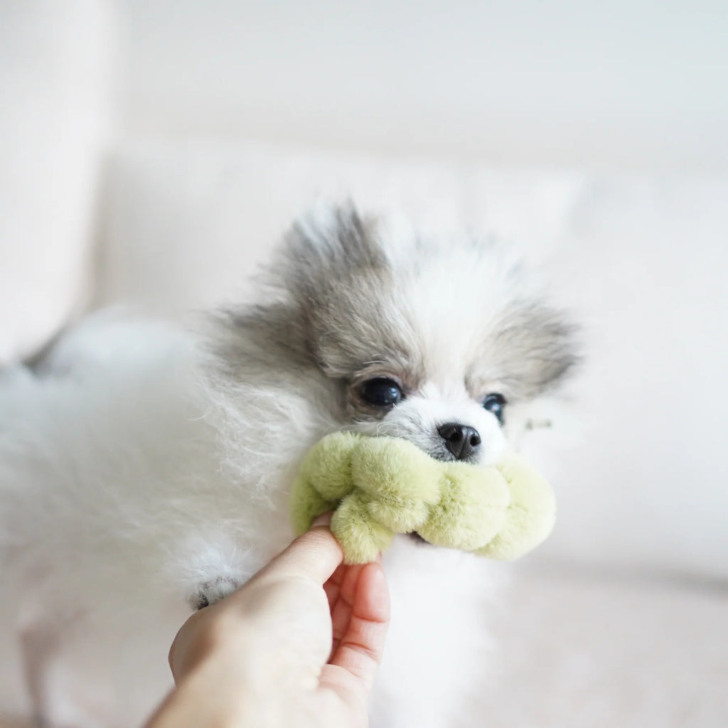 Lambwolf APPLE and CATERPILLAR with Crinkly and Burrow Pet Toy at Garian Hong Kong