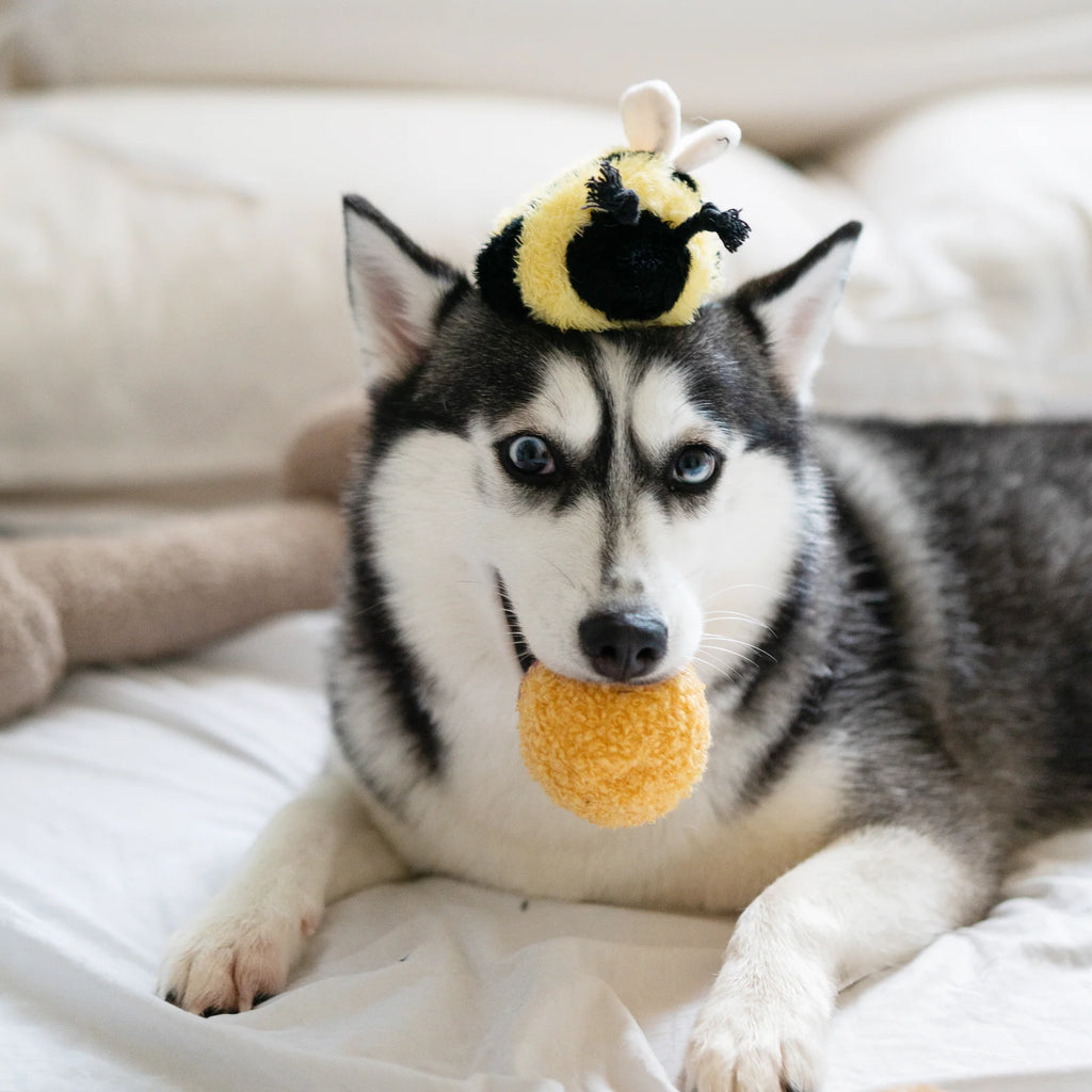 Lambwolf BEE POP with Bouncy and Snuffle Pet Toy at Garian Hong Kong