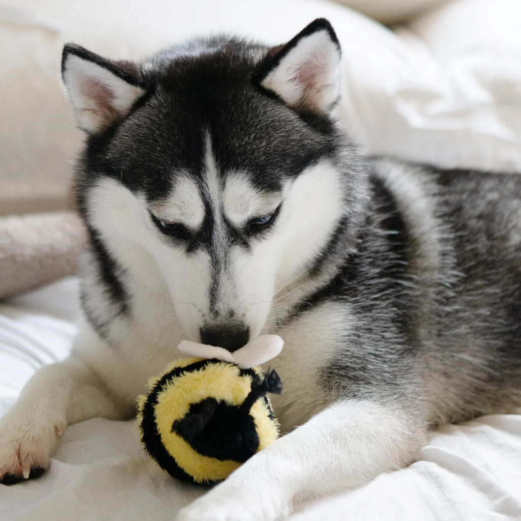 Lambwolf BEE POP with Bouncy and Snuffle Pet Toy at Garian Hong Kong