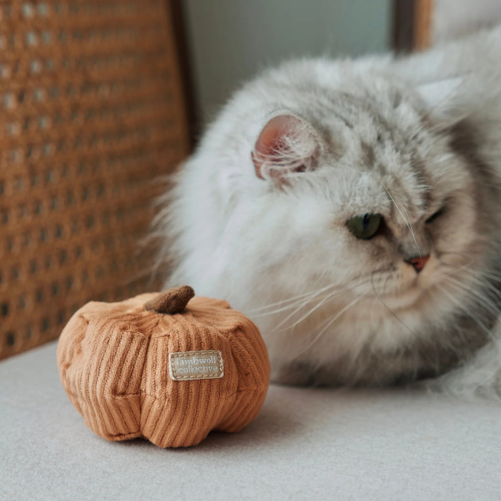 Lambwolf KITTY PUMPKIN with Tinkly Success Pet Toy at Garian Hong Kong