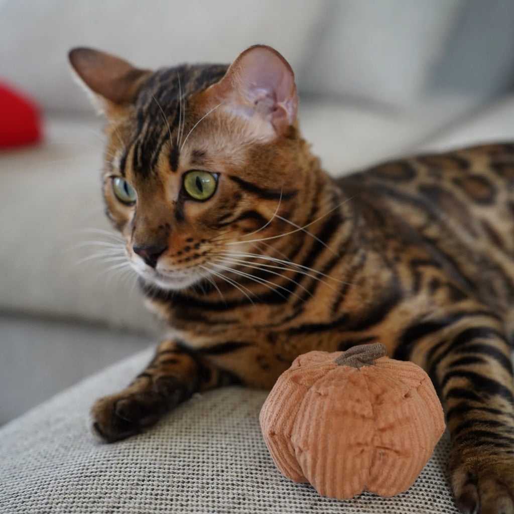 Lambwolf KITTY PUMPKIN with Tinkly Success Pet Toy at Garian Hong Kong