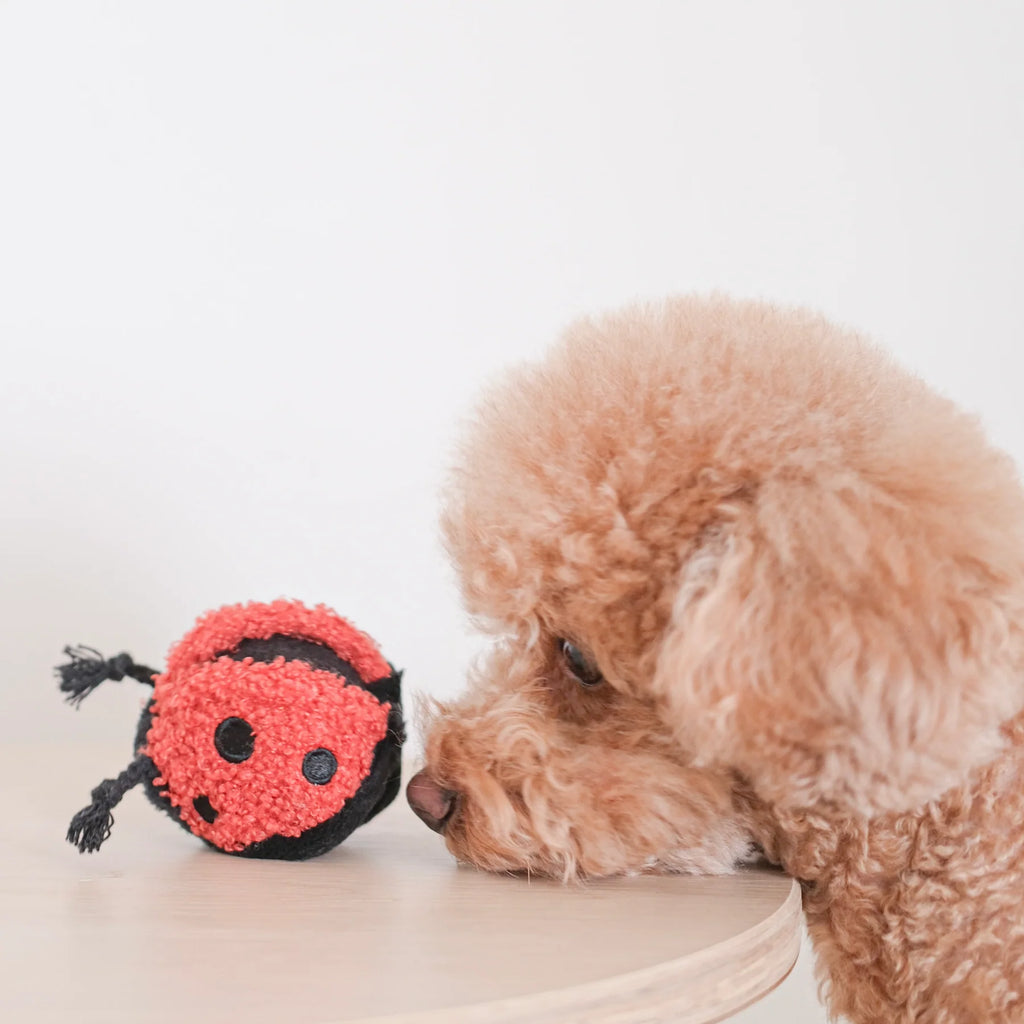 Lambwolf LADYBUG POP with Squeaky and Bouncy Pet Toy at Garian Hong Kong