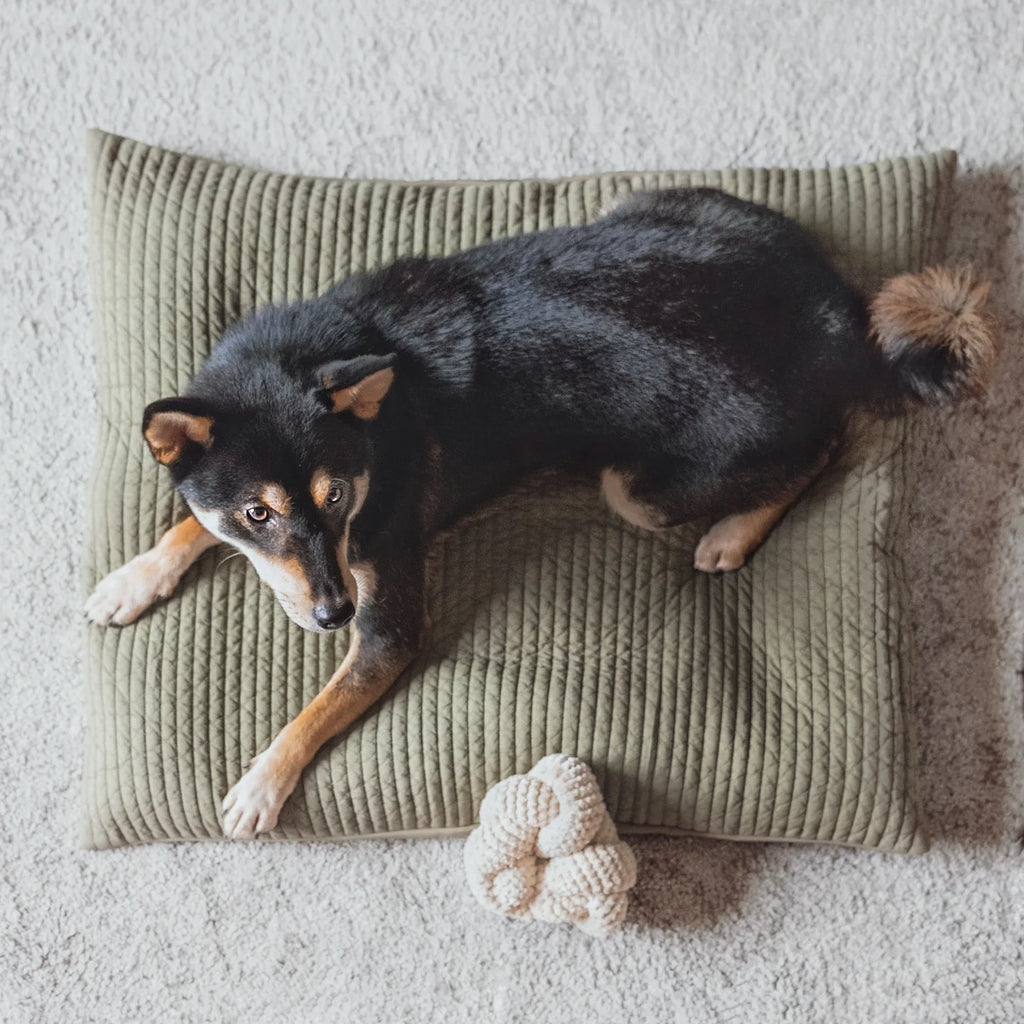 Lambwolf NOU with Squeaky and Corduroy Fabric Pet Toy at Garian Hong Kong