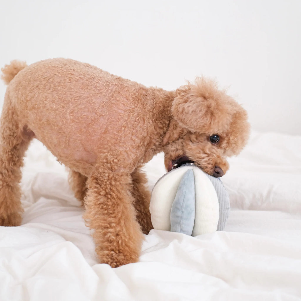 Lambwolf TOTO Squeaky Snuffle Ball Pet Toy at Garian Hong Kong