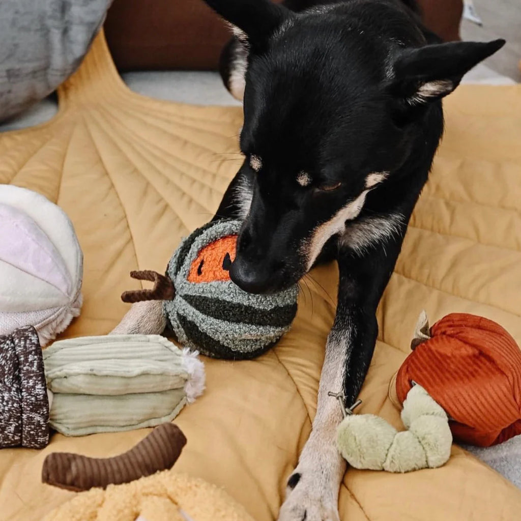 Lambwolf WATERMELON POP with Squeaky, Bouncy and Snuffle Pet Toy at Garian Hong Kong